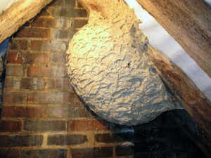 wasp nest removal Hastings